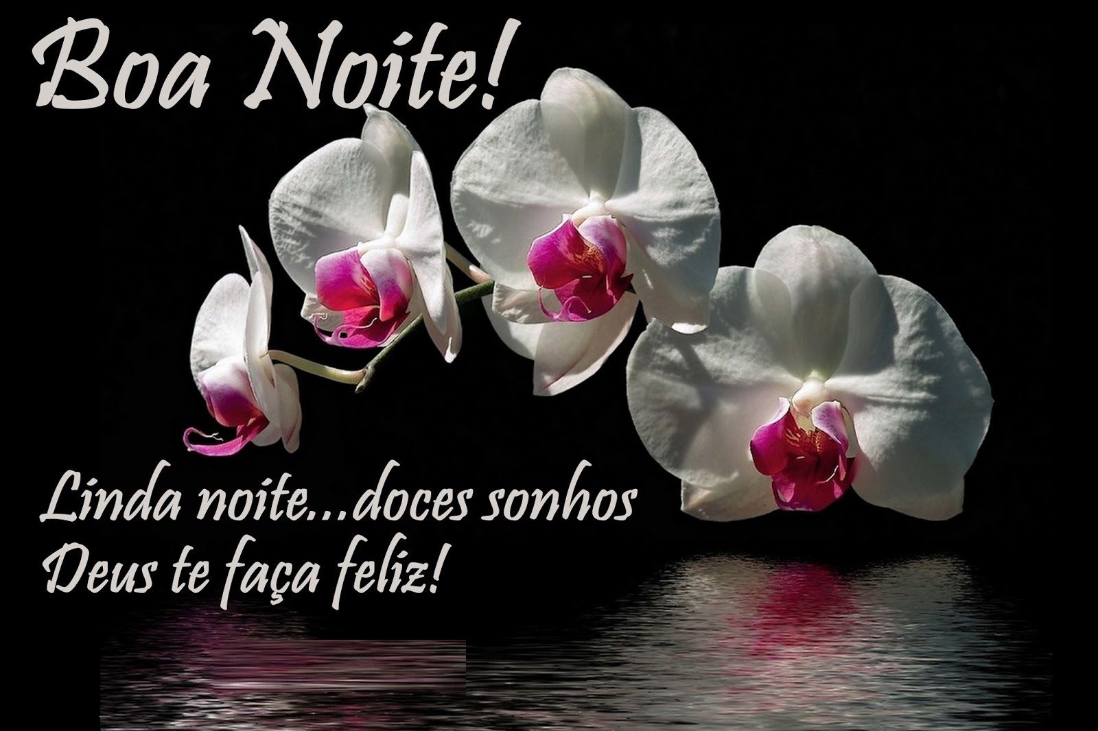 Boa noite com uma linda flor branca com sinonimo de paz