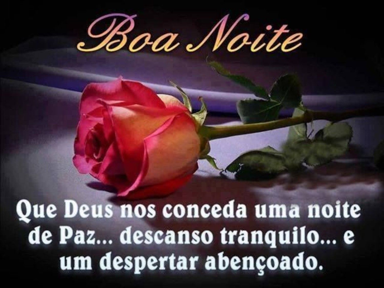 Boa noite com carinho especial e uma flor de dicada com carinho