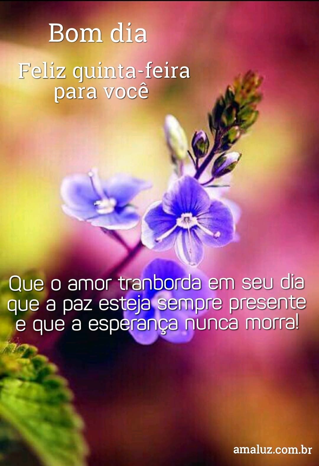 bom dia feliz quinta feira para você