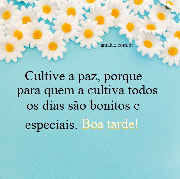 Boa tarde abençoada com margaridas