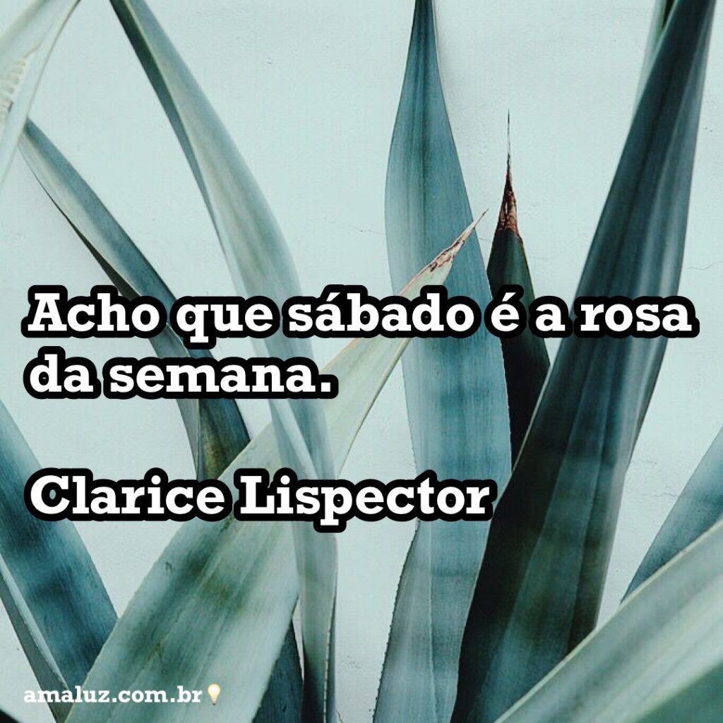 acho que sábado é a rosa da semana