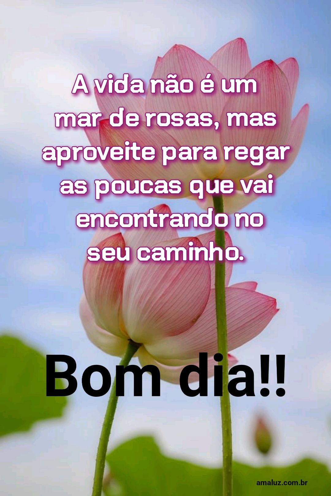 Bom dia a vida não e um mar de rosas.