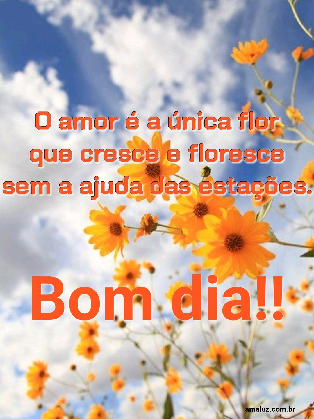 Bom dia o amor é a única flor.