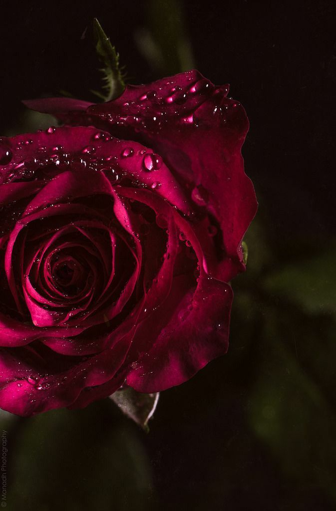 flor no meio do escuro molhada