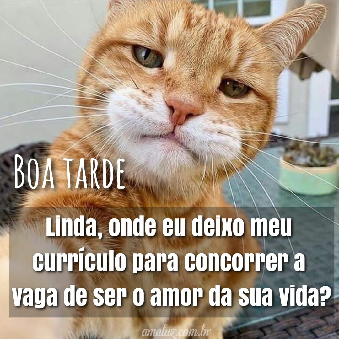 Boa tarde com humor e risos
