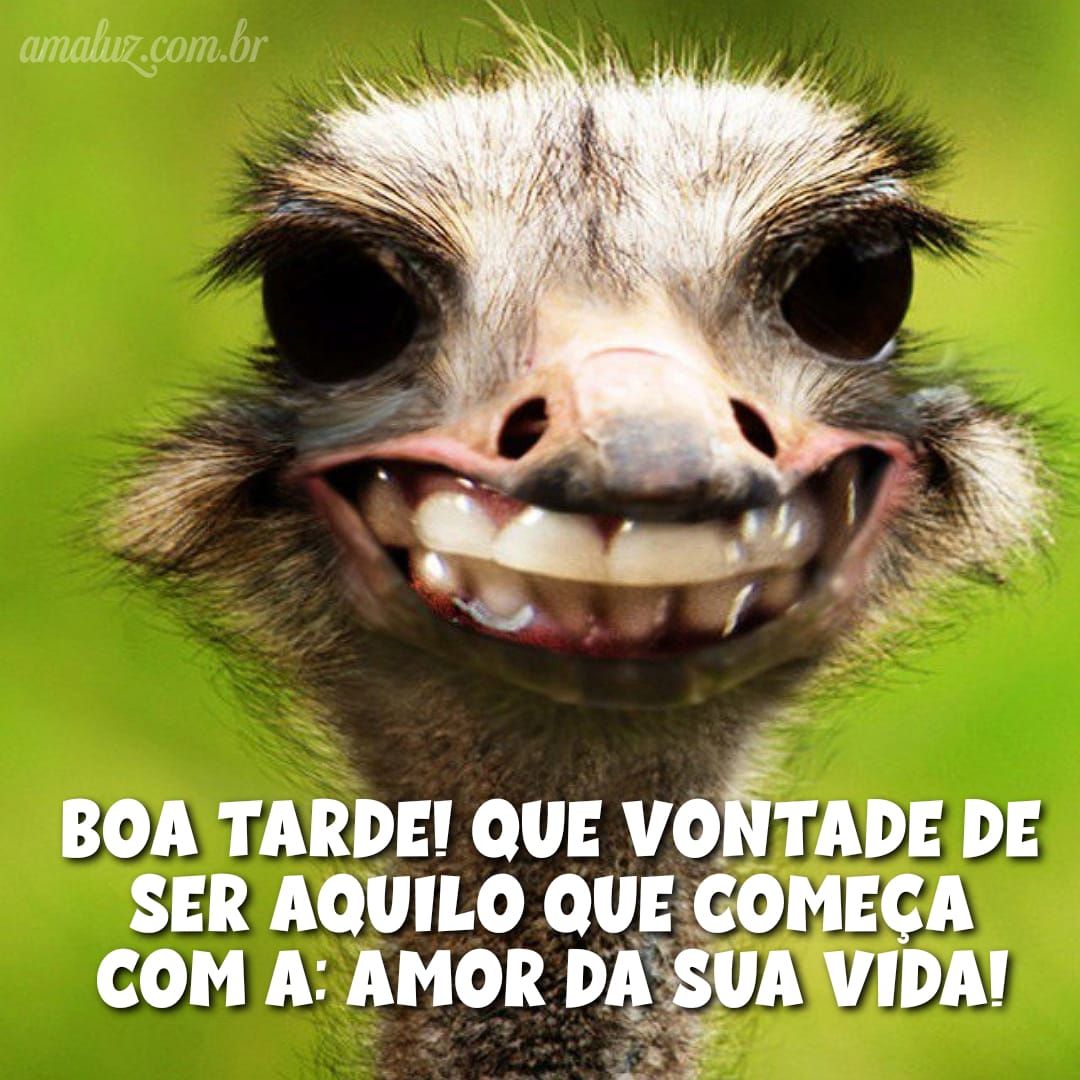 Boa tarde com humor