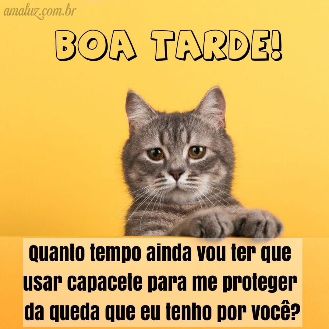 Boa tarde com imagens engraçadas para whatsapp