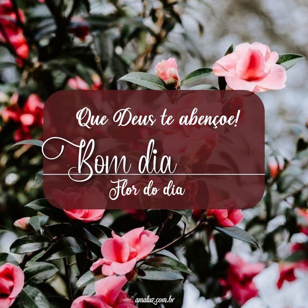 Bom dia, flor do dia