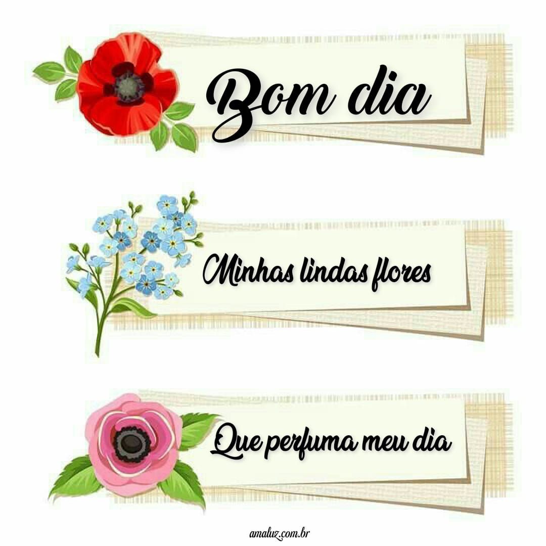Bom dia, minhas lindas flores