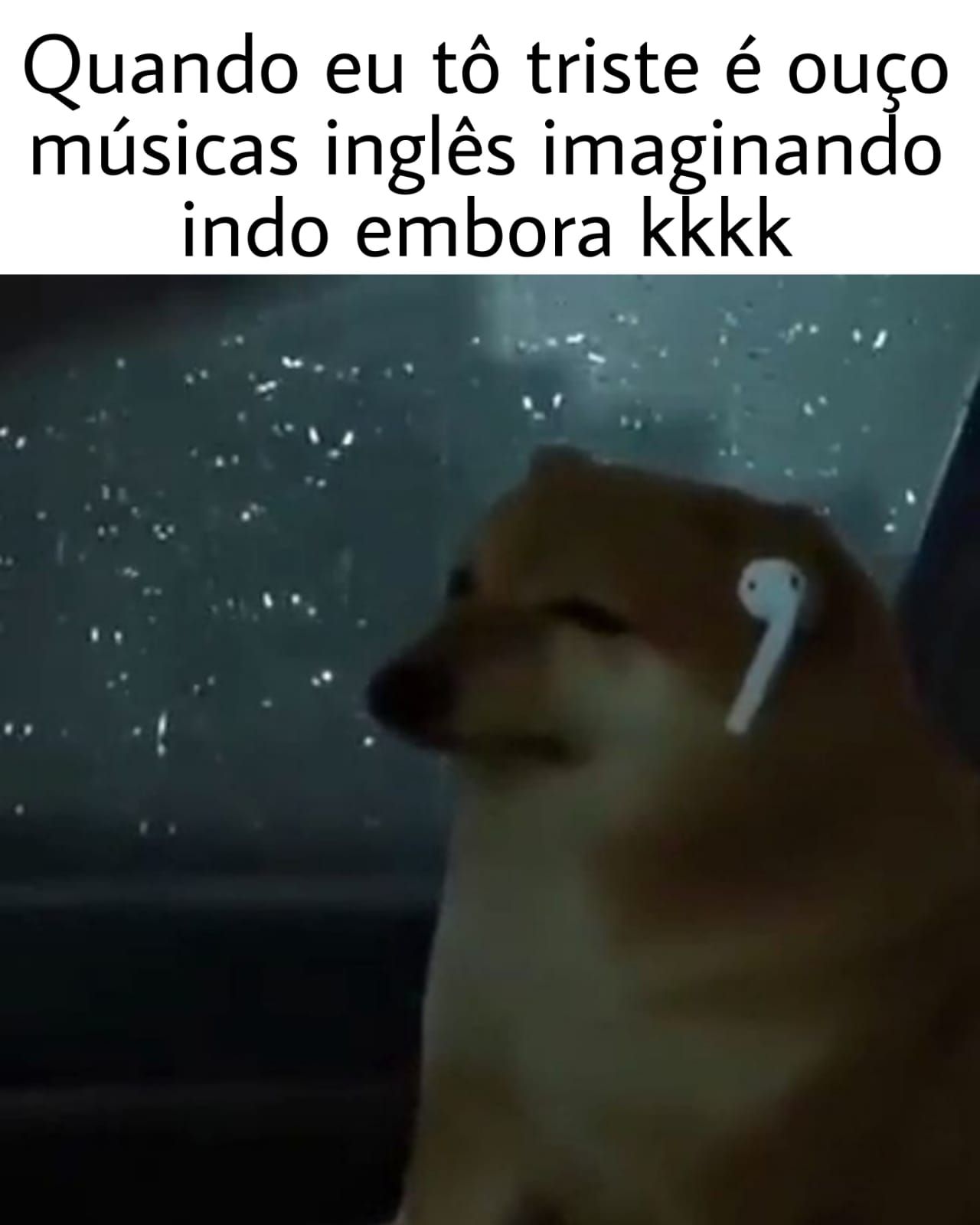 Memes do cachorro