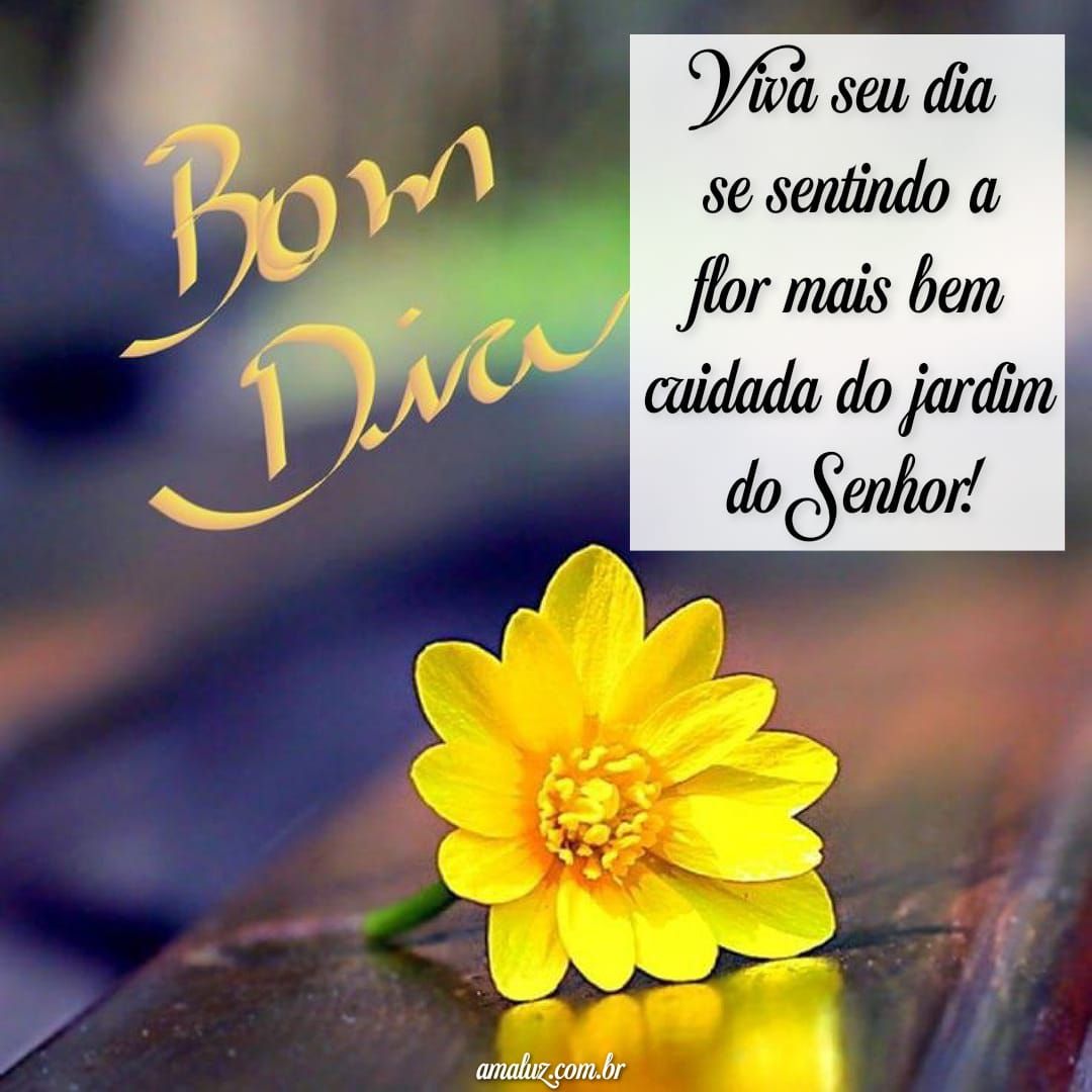 Você é uma flor bem cuidada, bom dia