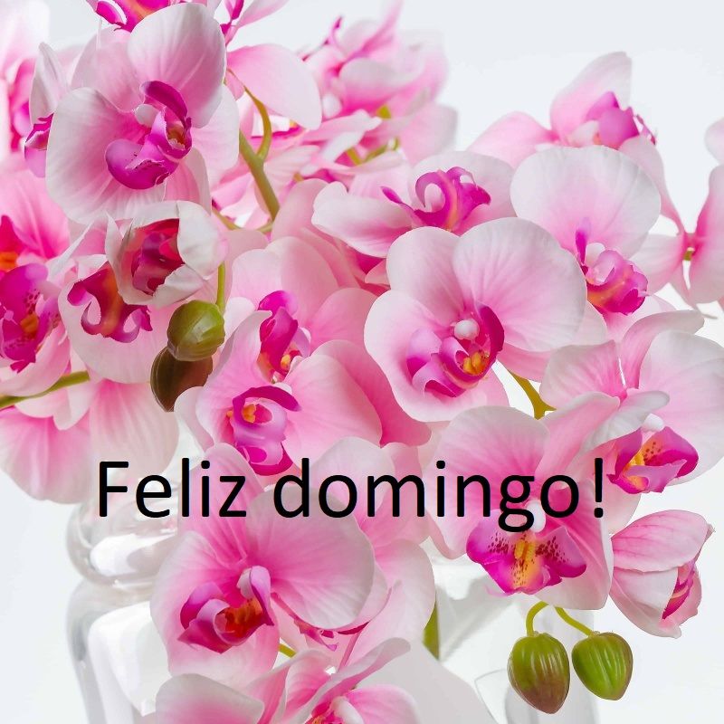 Flores lindas para sua manhã de domingo.