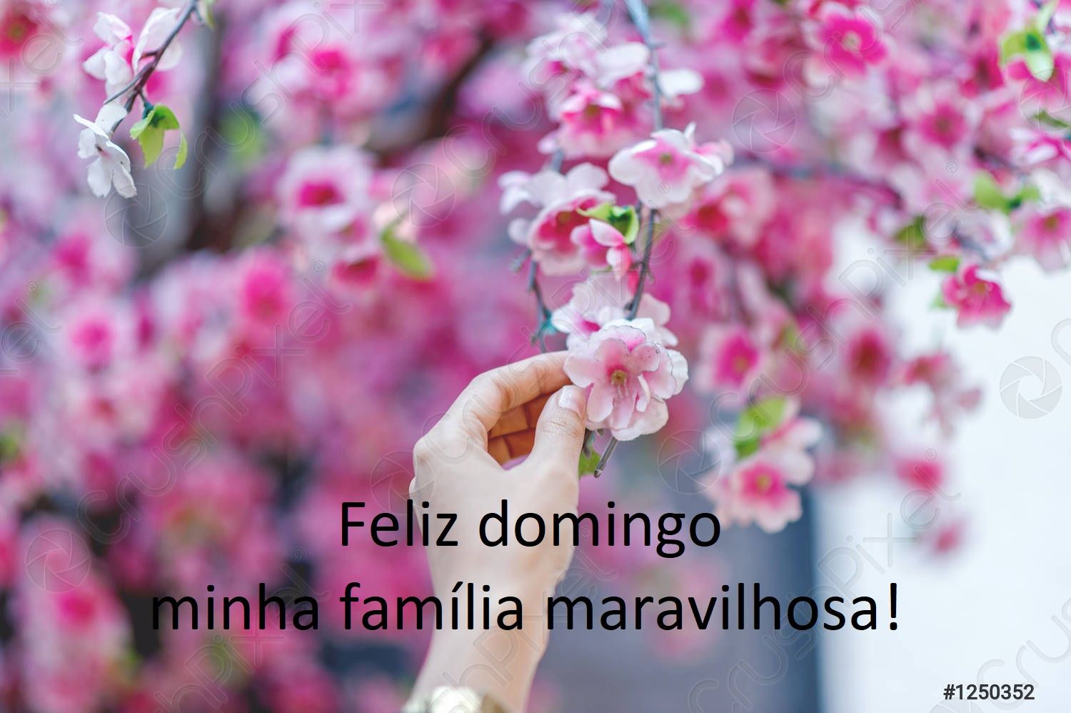 Feliz domingo te dou essa linda rosa pela nossa amizade