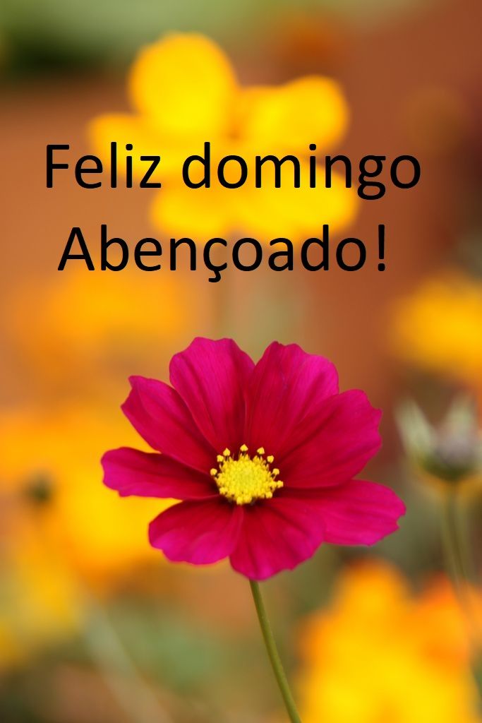 Feliz seja o seu domingo