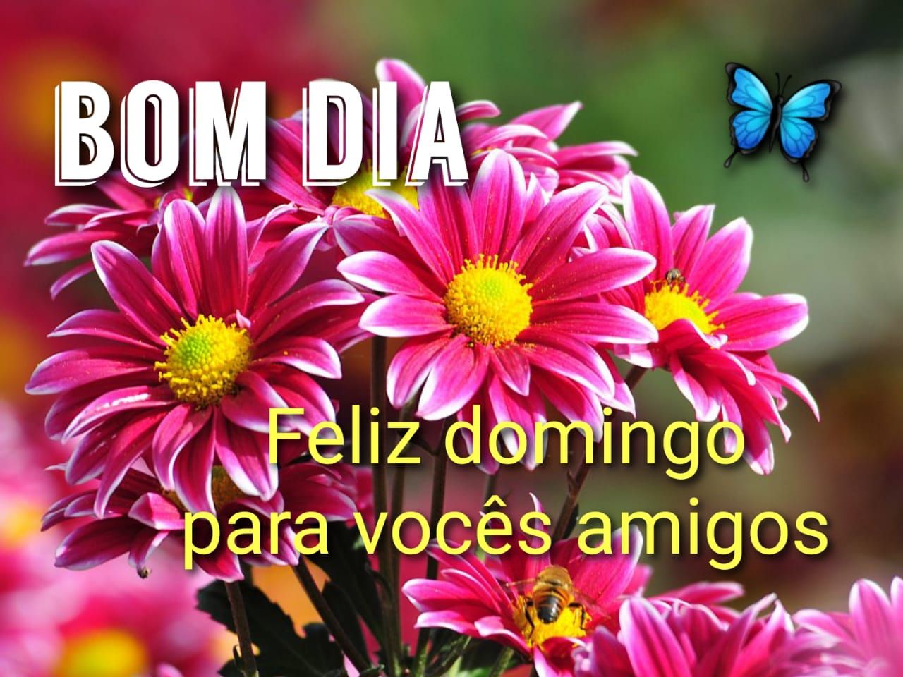 Bom dia domingo com flores