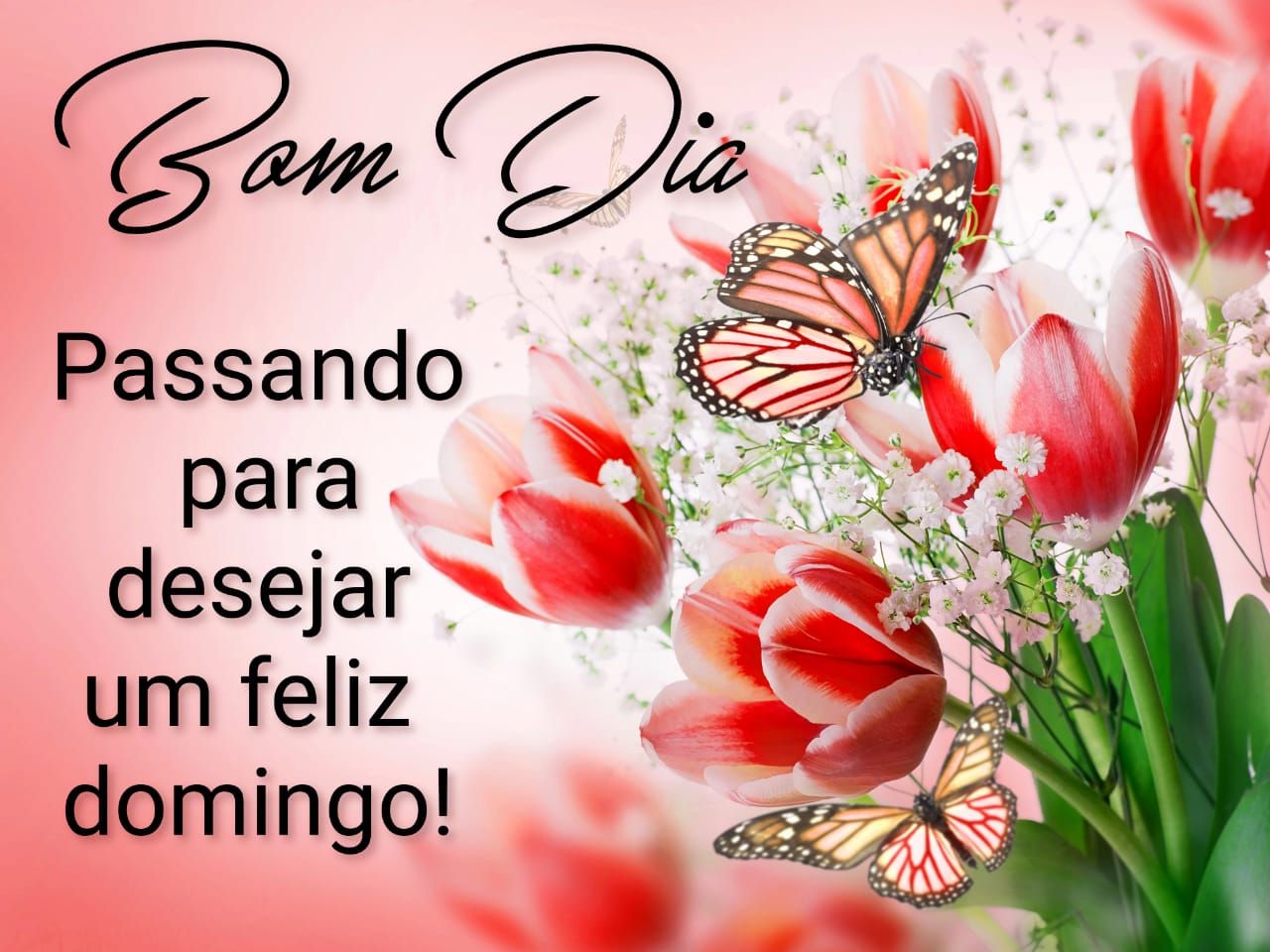 Bom dia passando para desejar um feliz domingo