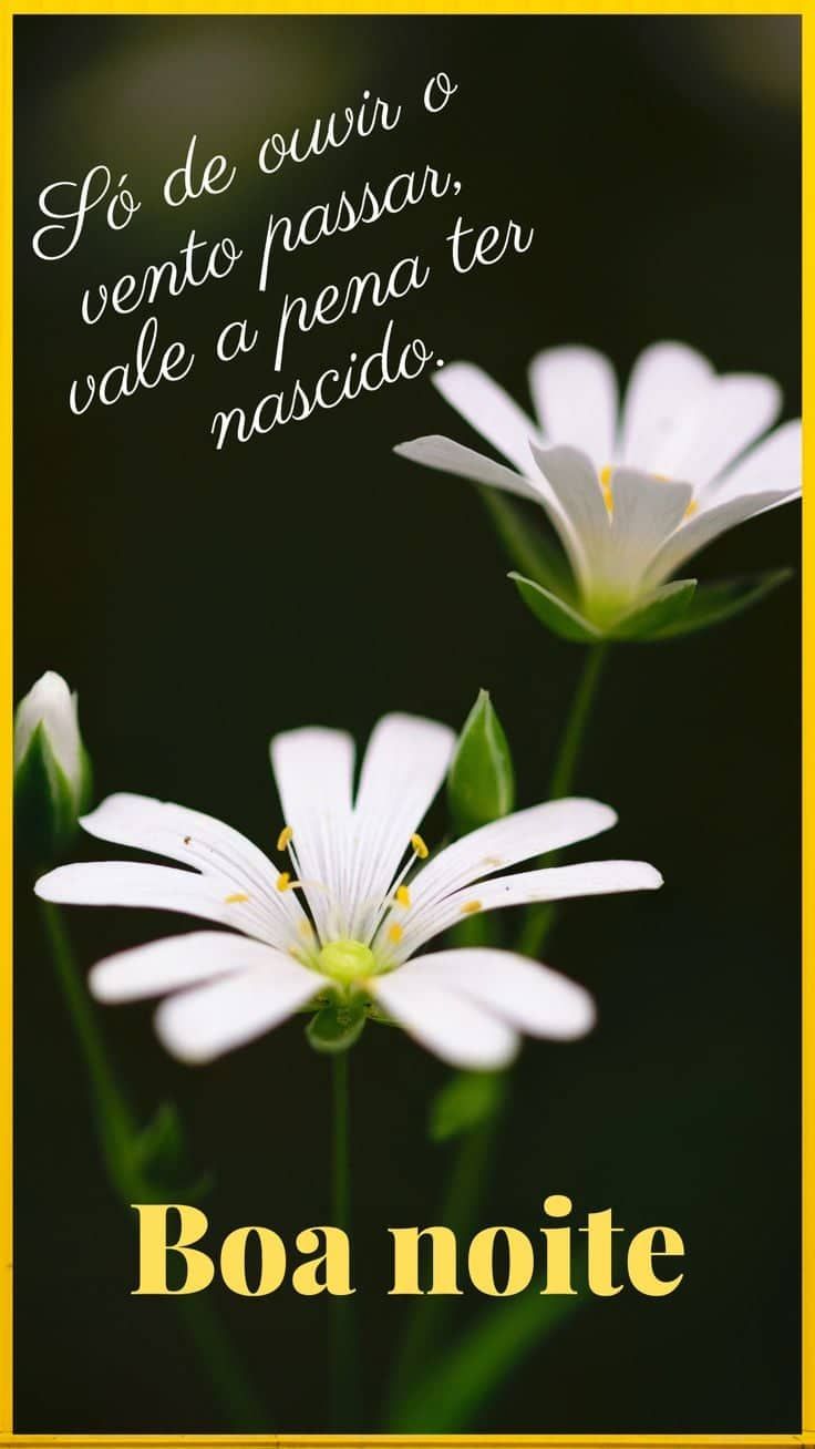 Boa noite e frases legais