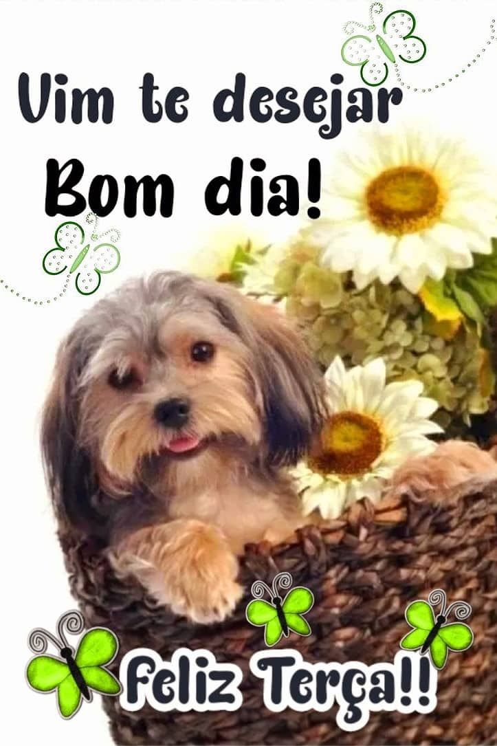 Bom dia de terça feira para WhatsApp com carinho incondicional