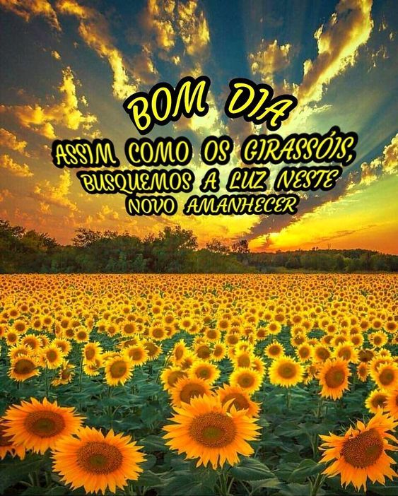 Mensagem de Bom dia como os girassóis