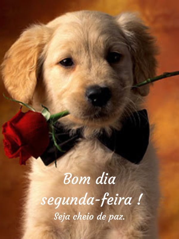 Bom dia Segunda-feira Abençoada seja