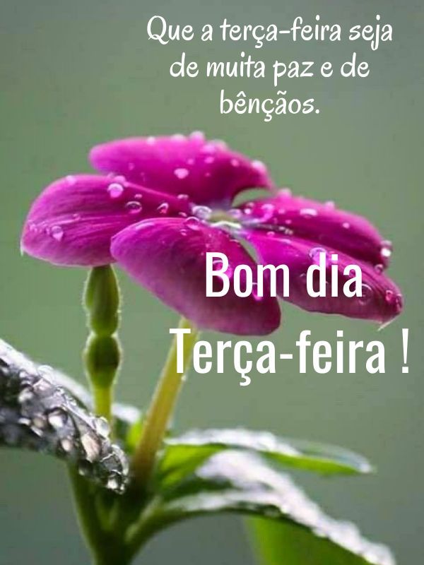 Bom dia terça feira abençoada paz