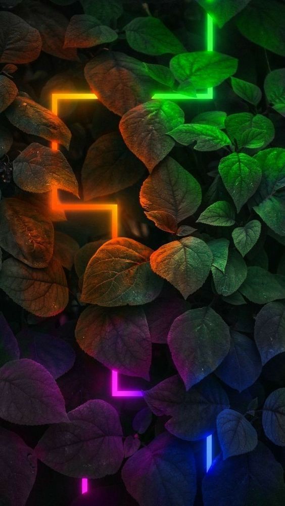Wallpaper Folhas Neon