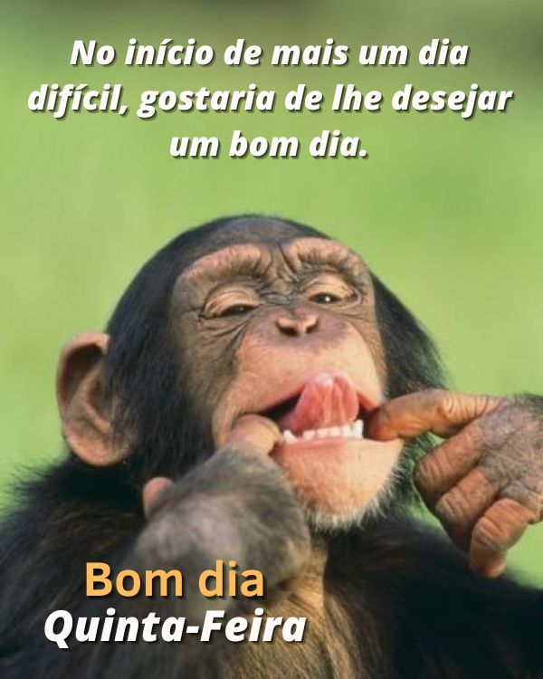 imagens com frases divertidas