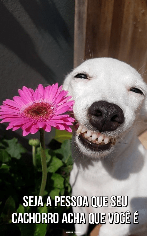 Frases divertidas e engraçadas