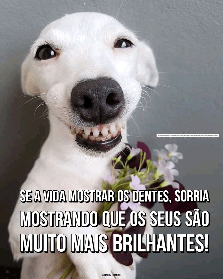 Frases engraçadas com imagens
