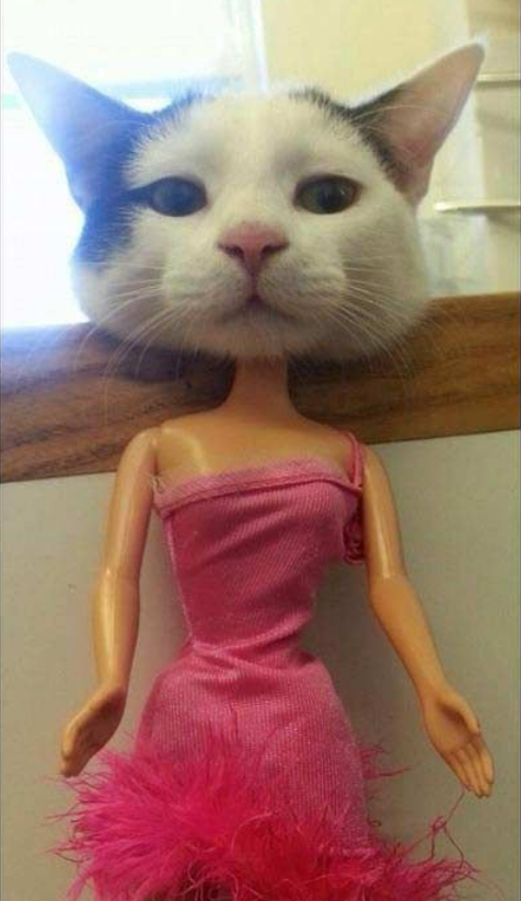 Foto engraçada barbie gato