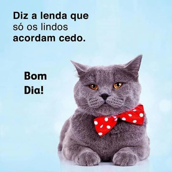 Bom dia engraçado! Imagens e Gifs cheios de Positividade