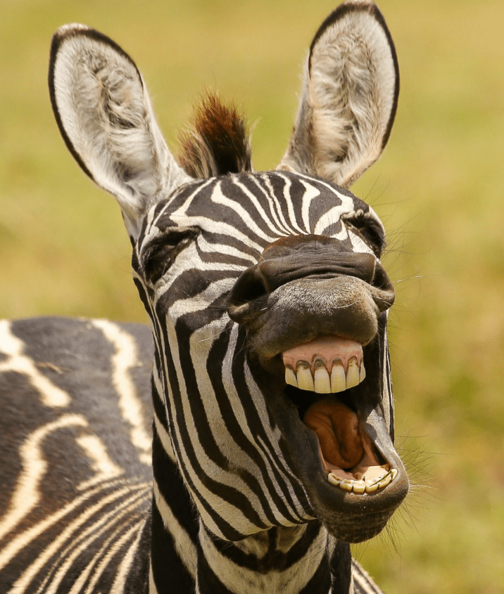 Foto engraçada deu zebra