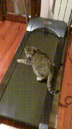 Gifs de gatinhos fofos 