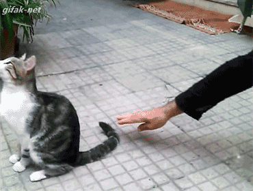 Gif de gato com seu dono meme