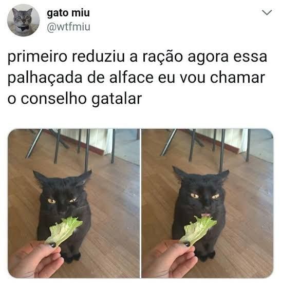 Memes de gato engraçados