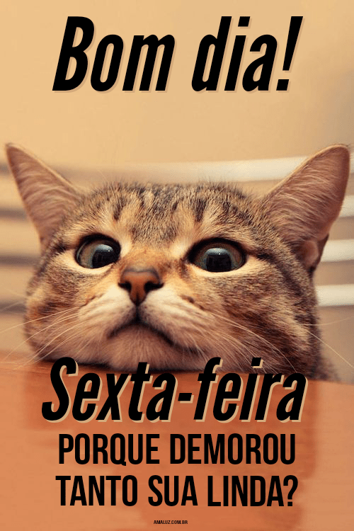 Frases engraçadas de sexta-feira 