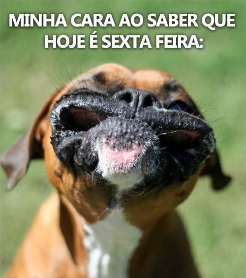 Frases engraçadas bom dia sexta-feira 