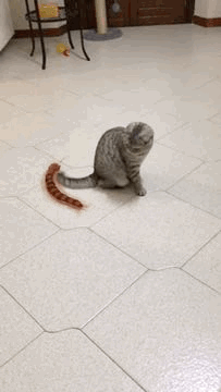 Gifs de gatos memes engraçados 