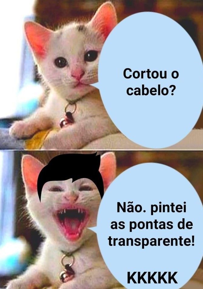 Gato engraçado 