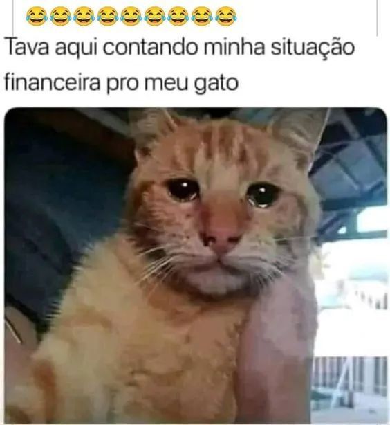 Memes de gatos para se acabar de rir