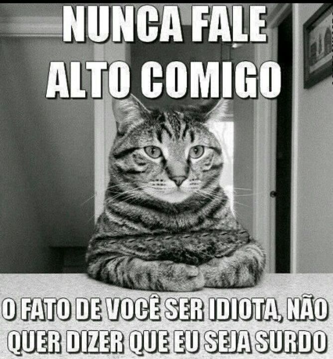 Memes com humor de gatos