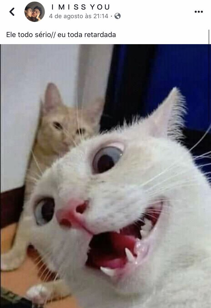 Memes fofos e engraçados de gato