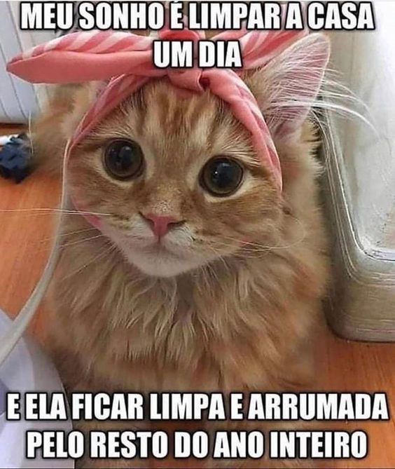 Memes de gato para mulheres 