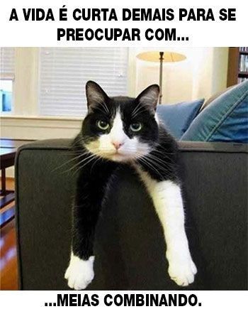 Memes engraçados de gato