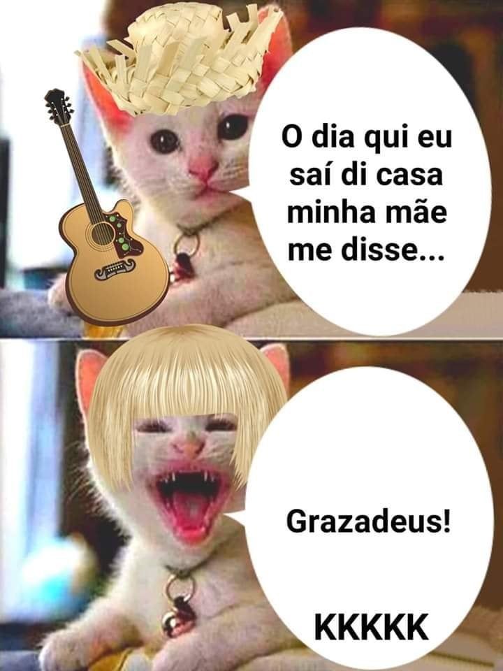 Memes do gato