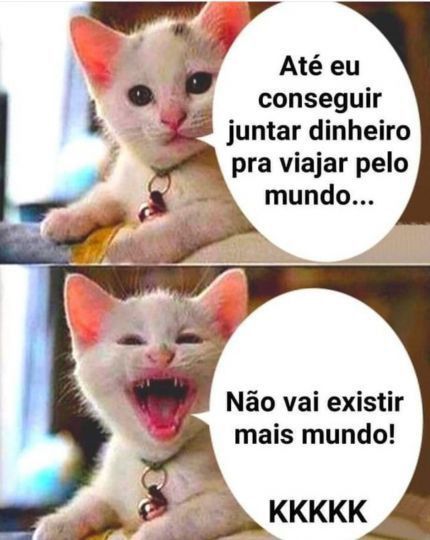 Imagens engraçadas de gato