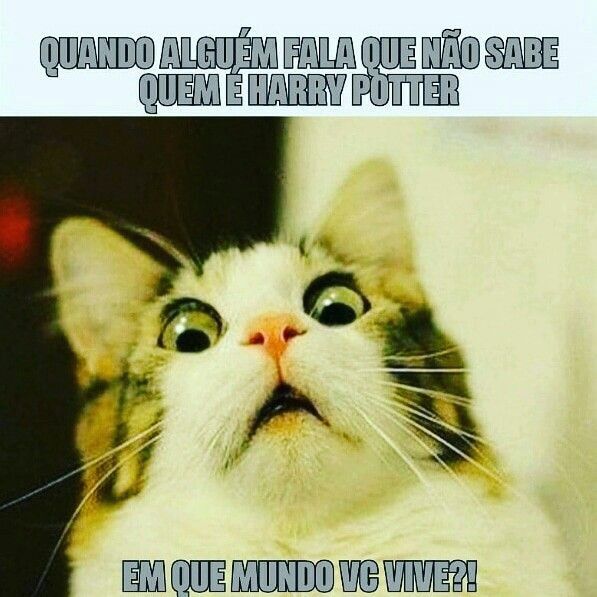 Melhores memes de gato