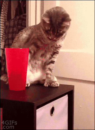 Memes de gato engraçados gifs