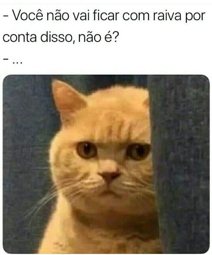 Gatos engraçados memes