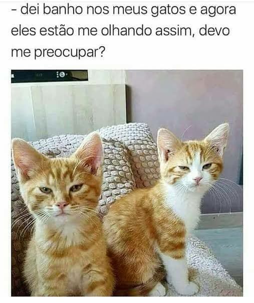 Memes de gatos super engraçados 